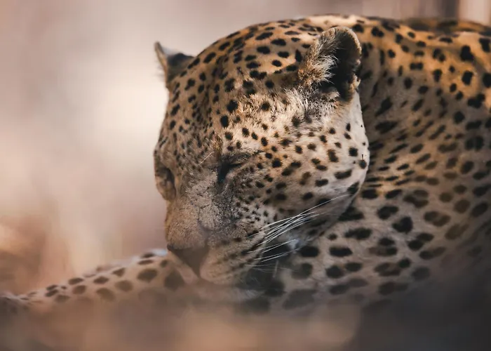 Okonjima Luxury Bush Camp
